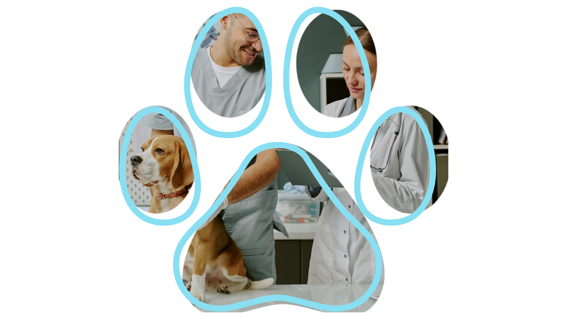 Mobile Vet near me performing a calm in-home cat checkup with Happy Paws House Calls