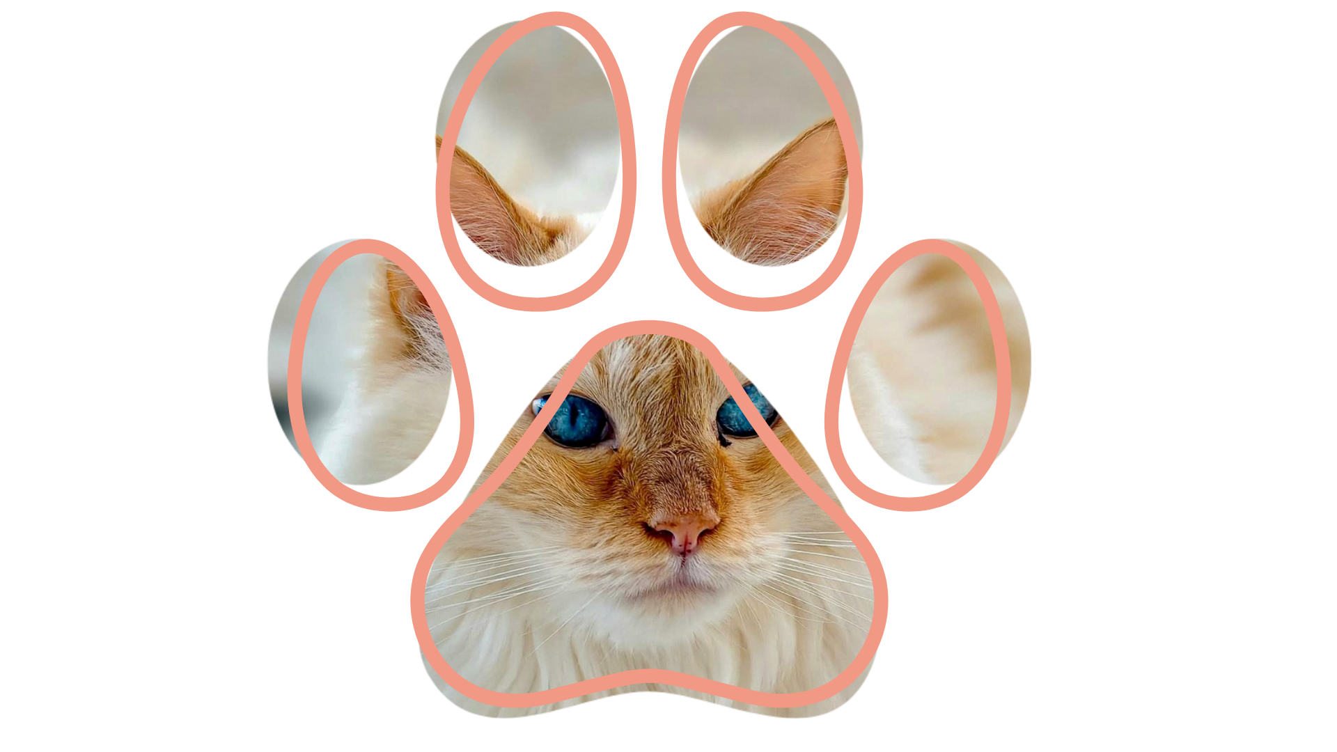 Mobile Vet near me providing senior pet wellness support at home with Happy Paws House Calls