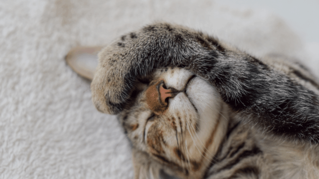 Tabby cat sleeping with one paw covering its eyes.