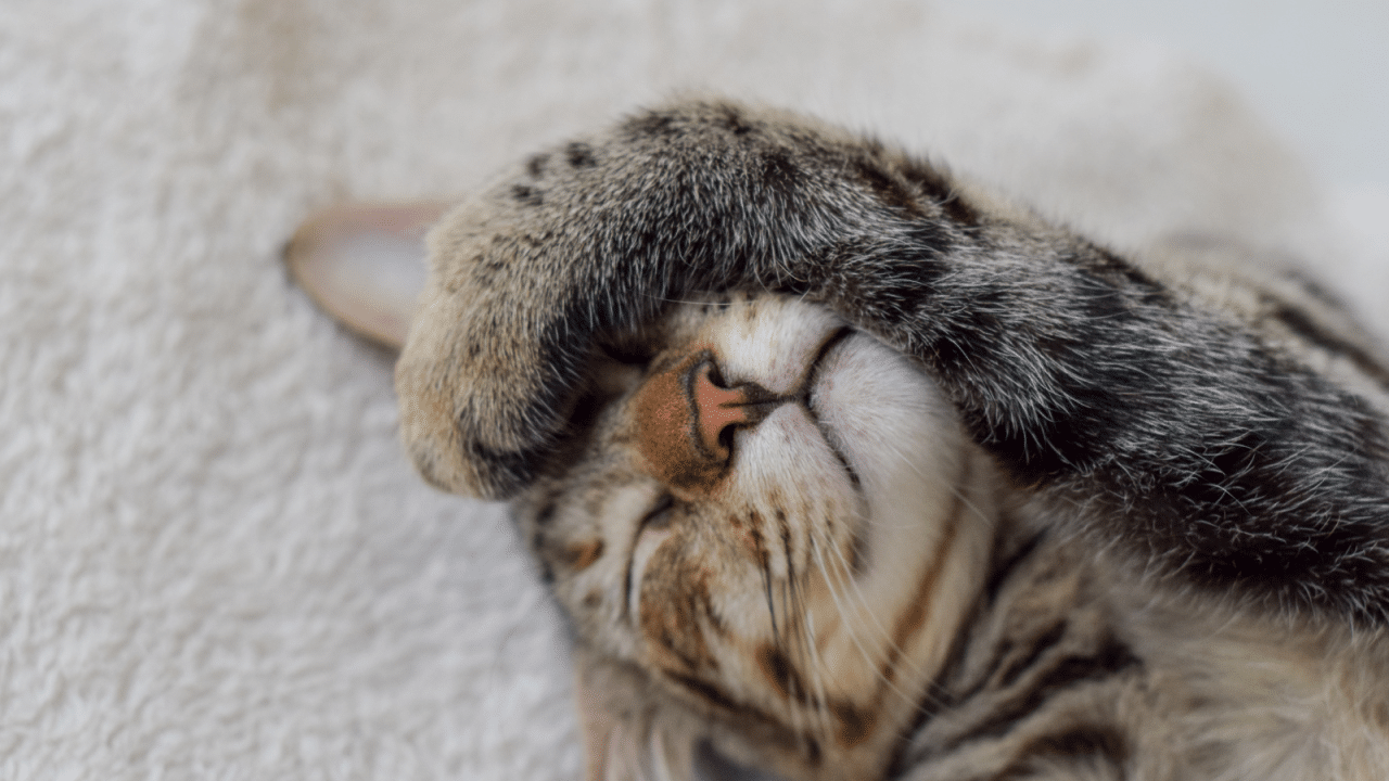 Tabby cat sleeping with one paw covering its eyes.
