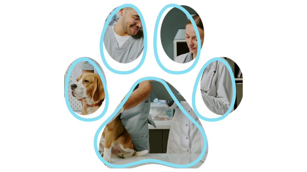 Veterinarians examining a beagle, framed within a paw-shaped collage.