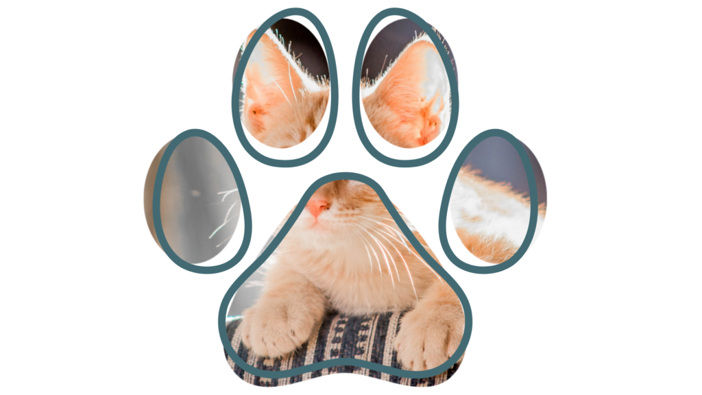 A ginger cat lying down, seen through a paw-shaped frame.