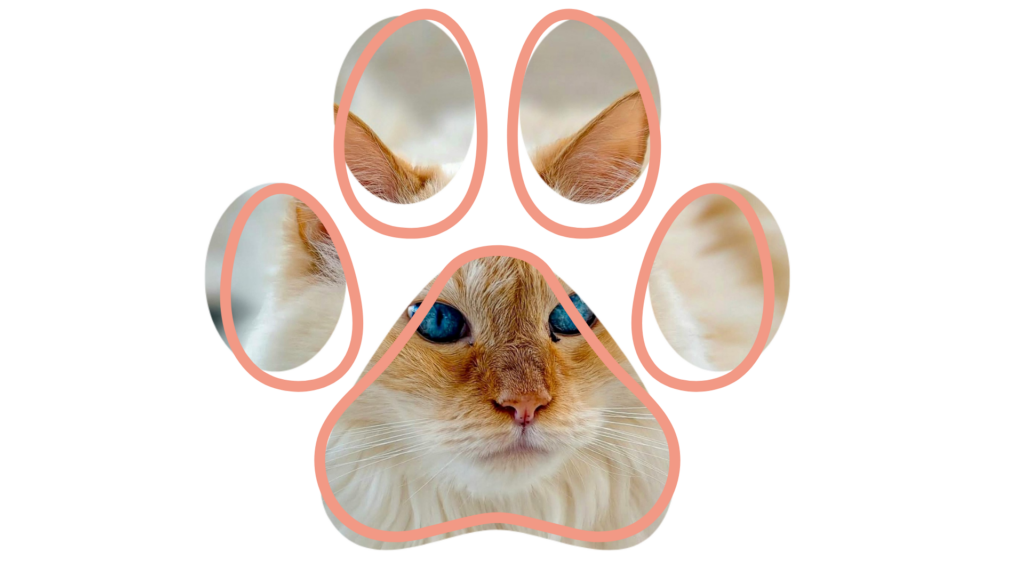 Cat with blue eyes framed within a stylized paw print design.