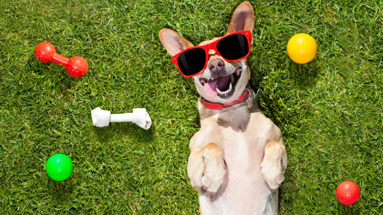 A small dog wearing red sunglasses, lying on grass surrounded by colorful toys and looking playful.