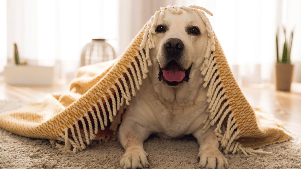 A dog with a golden coat lies under a fringed yellow blanket, peeking out and looking directly at the camera.