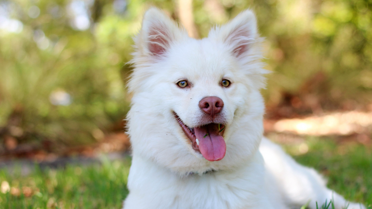 Fluffy white dog with perky ears and a pink tongue lying on grass, surrounded by greenery.