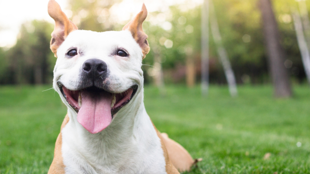 A happy dog with perky ears and tongue out lies on grass in a park setting.