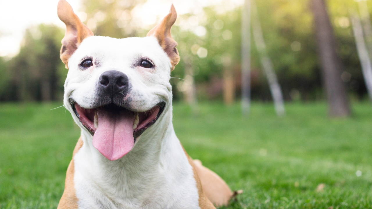 A happy dog with perky ears and tongue out lies on grass in a park setting.