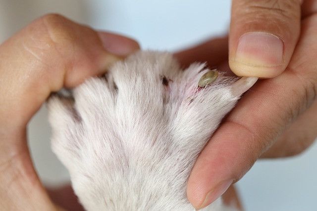 A hand gently examines a dog's paw, revealing a tick embedded in the skin.