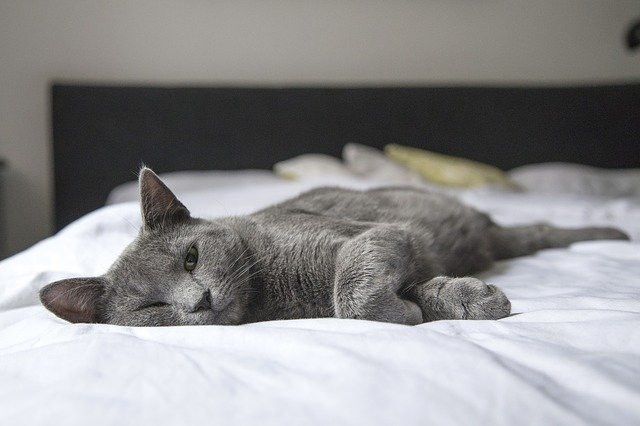 Gray cat lying comfortably on a white bed, looking relaxed.