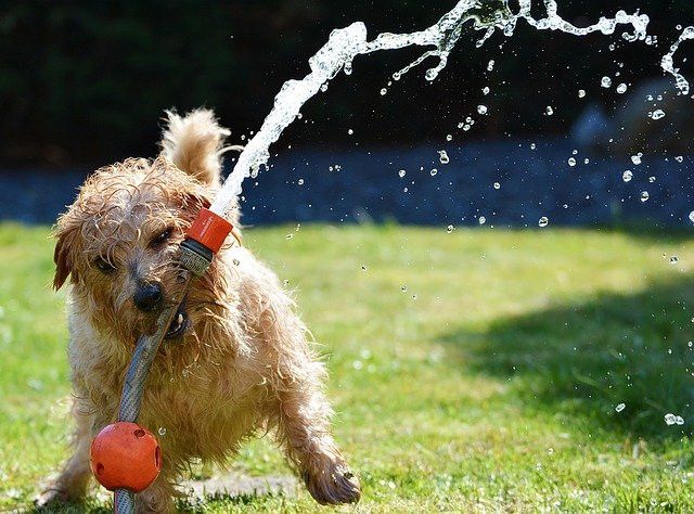 Wet dog playing with a garden hose, water spraying around in a grassy area.