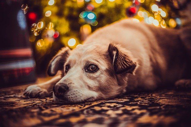 A relaxed dog lying on a carpet in front of a lit Christmas tree.