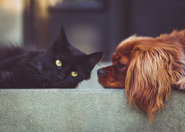 Black cat and brown dog resting with heads close together on a ledge.