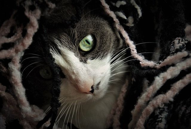 A cat with striking green eyes peeks through a knitted fabric, partially shrouded by its black and white strands.