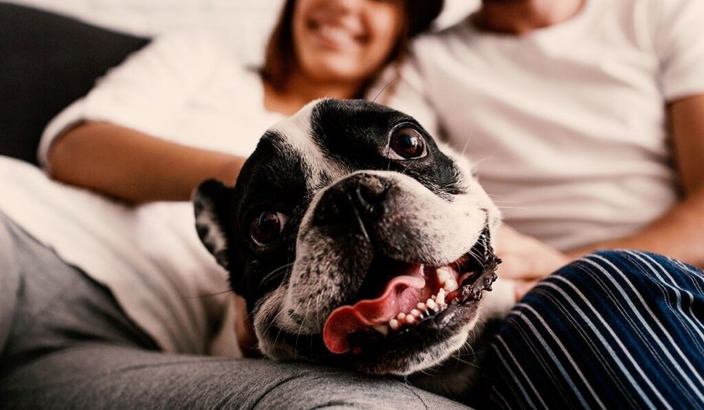 A happy black and white French Bulldog with its tongue out lies between two people on a couch.