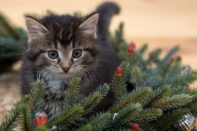 A fluffy kitten sits among pine branches decorated with small red ornaments.
