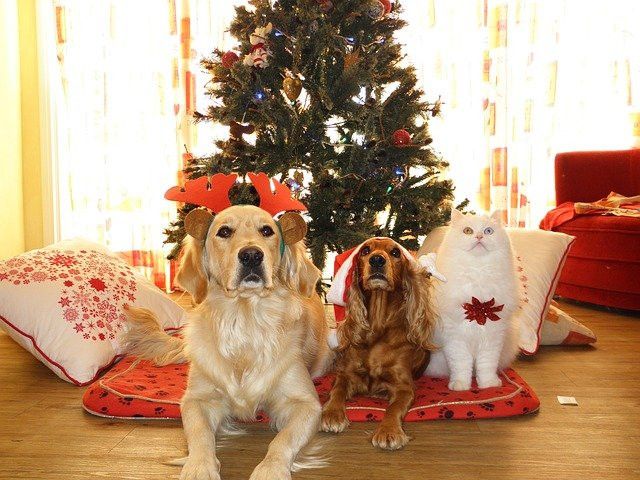 Two dogs and a cat, adorned with festive antlers, sit on cushions in front of a decorated Christmas tree.