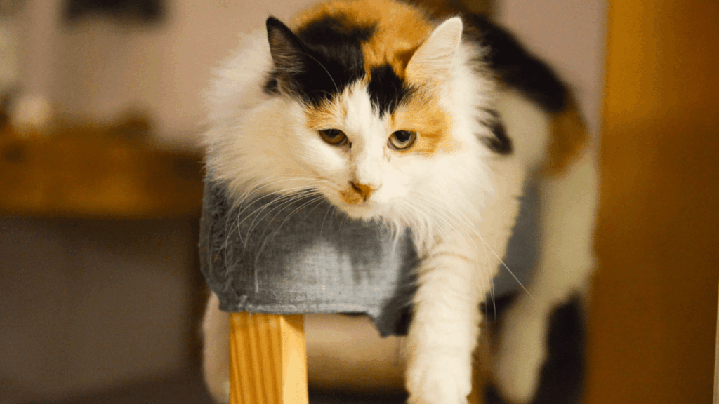 A calico cat lying on a perch with its paw hanging over the edge, looking relaxed.