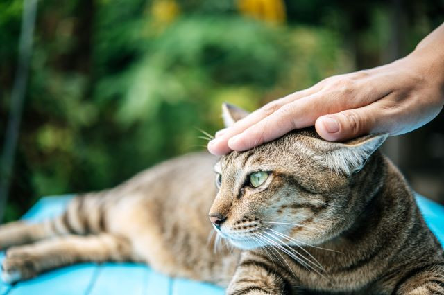 A tabby cat lying down, being gently petted on the head by a human hand.