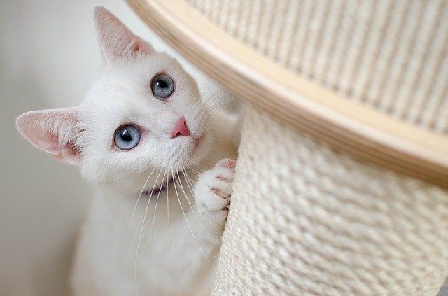 White cat with blue eyes playfully claws a scratching post.