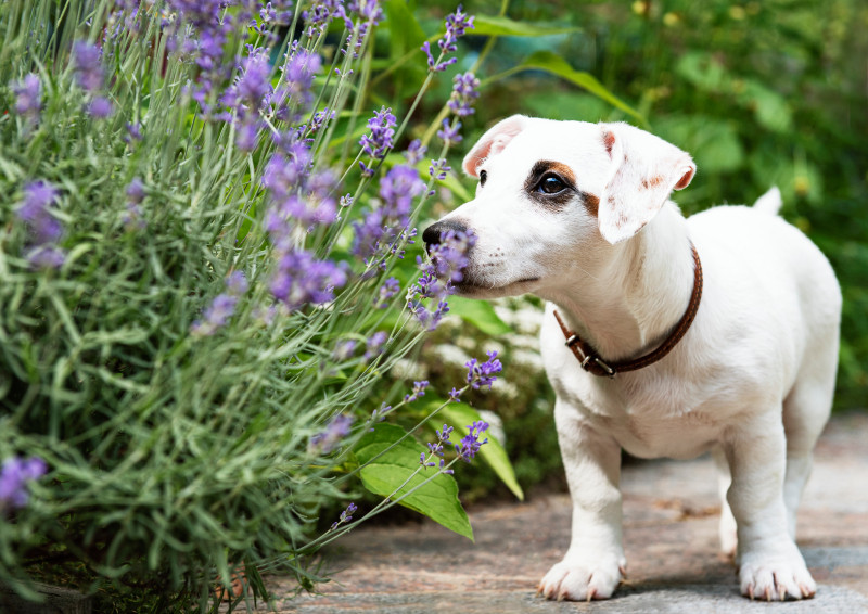A small white dog with brown ears sniffs purple flowers in a garden.
