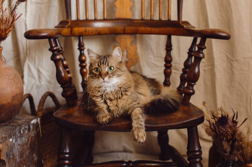 Fluffy brown cat with green eyes lounging on a wooden chair, surrounded by earthy decor.