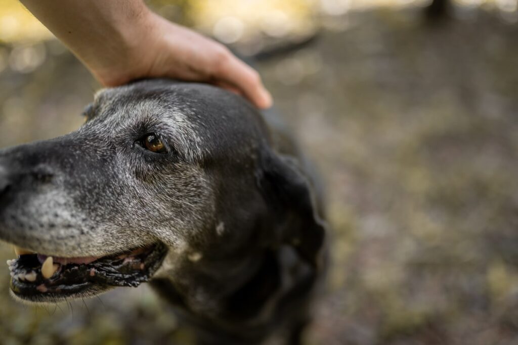 Older black dog with a graying face being petted gently on the head outdoors.