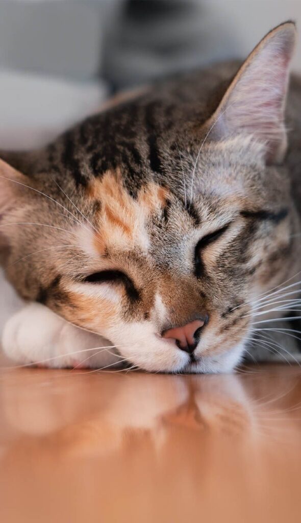 A tabby cat with closed eyes resting its head on a wooden surface.