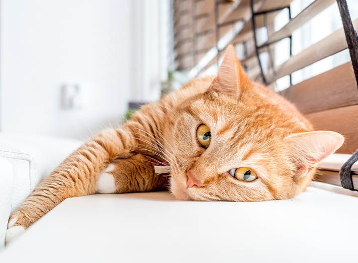 Orange tabby cat lounging on a white surface, looking directly at the camera.