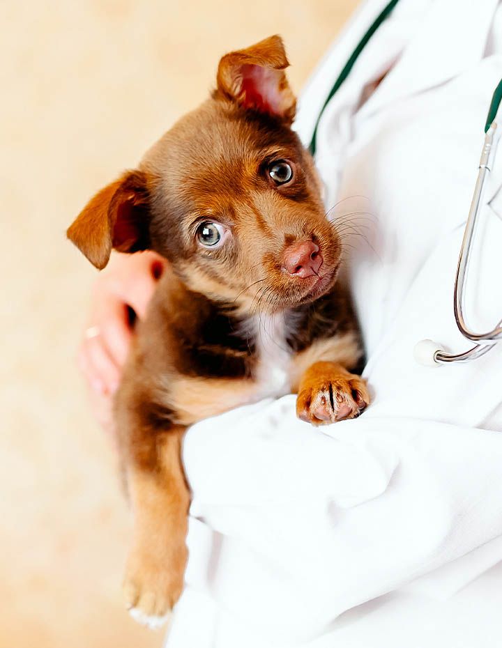 A small brown and tan puppy is being held by a person in a white coat with a stethoscope.