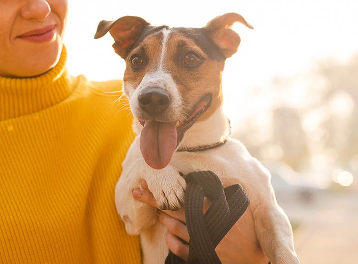 A person in a yellow sweater holding a happy Jack Russell Terrier with its tongue out.