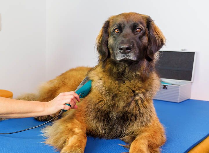 Large, fluffy dog on a blue mat being groomed with an electric clipper, with a grooming kit in the background.