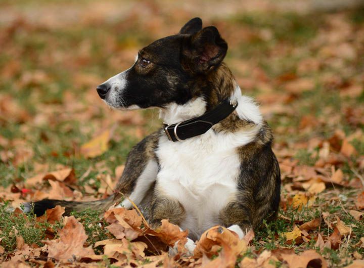 A brown and white dog with a black collar lies on fallen autumn leaves, looking to the side.