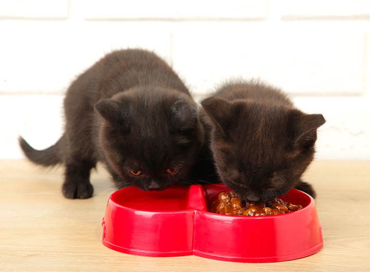 Two black kittens eating from a red heart-shaped bowl on a wooden surface.
