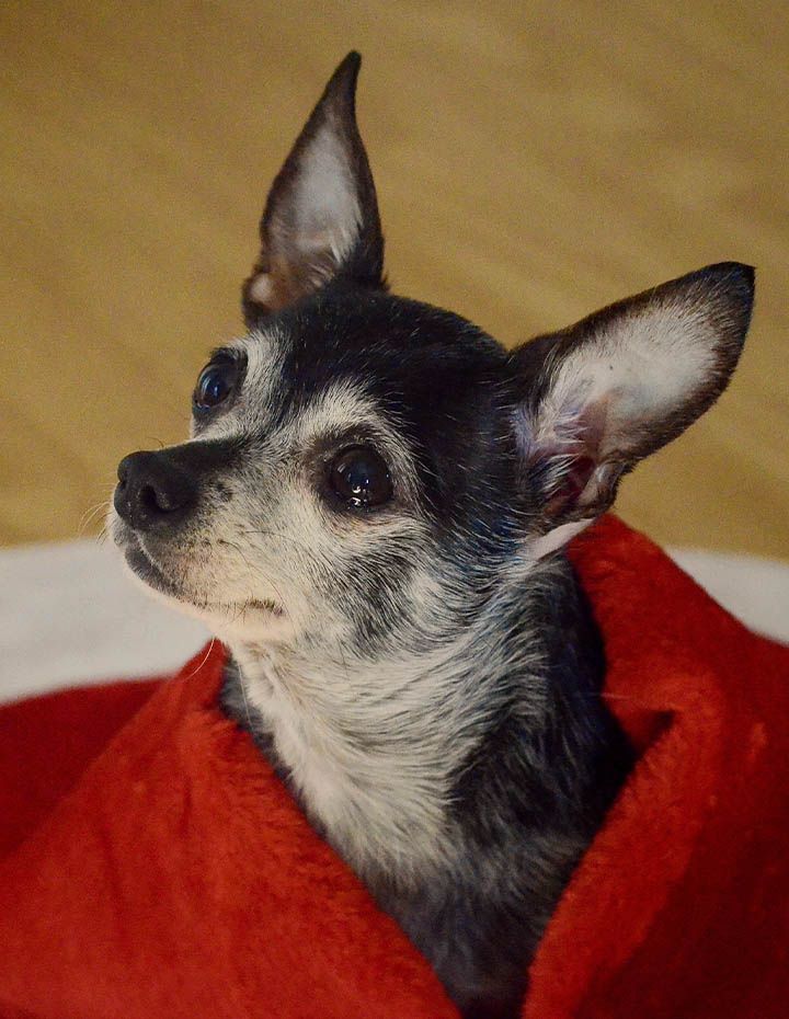 A small dog with dark fur and large ears, wrapped in a red blanket, looking up attentively.