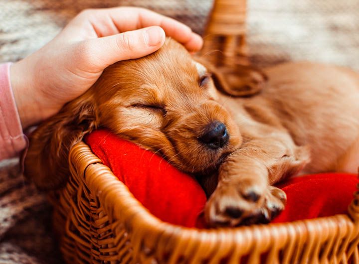 A small puppy sleeping in a basket with a red cushion, being gently petted on the head by a hand.
