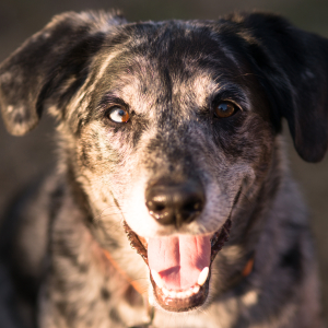 A happy, speckled dog with one blue and one brown eye, looking directly at the camera with an open mouth.
