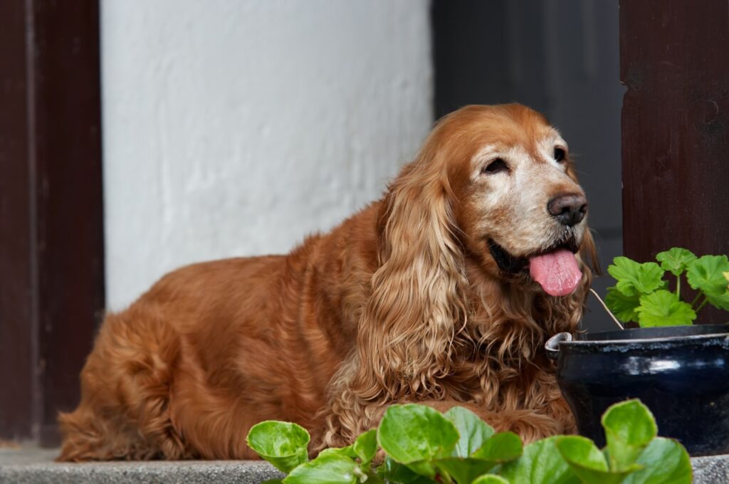A relaxed brown dog with long ears and tongue out, lying on a porch beside a potted plant.