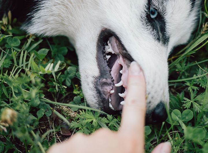 A playful dog lies on grass, showing its teeth as a person gently touches its mouth with a finger.