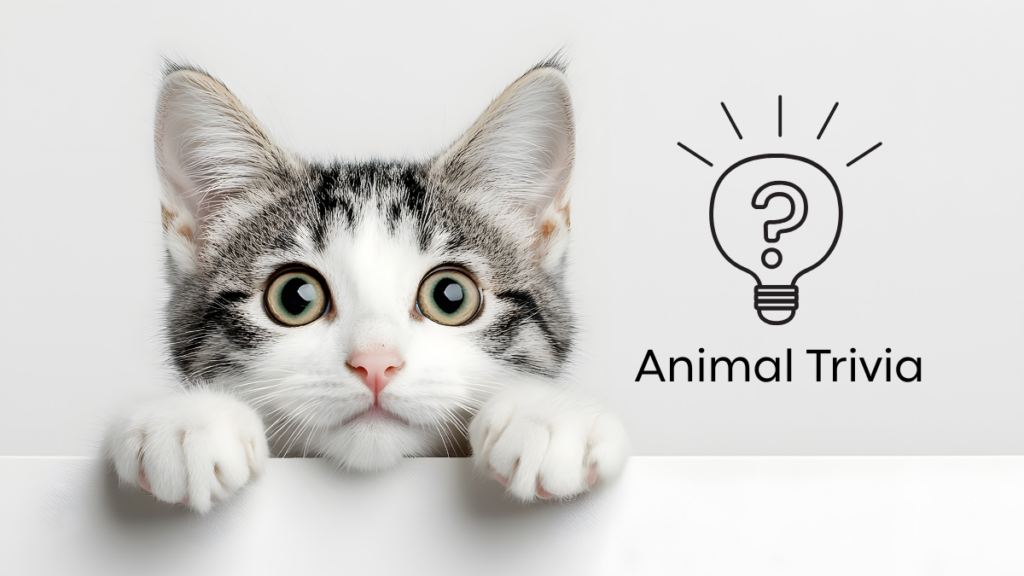 A curious cat peeks over a white surface, next to an illustration of a lightbulb and the text "Animal Trivia.