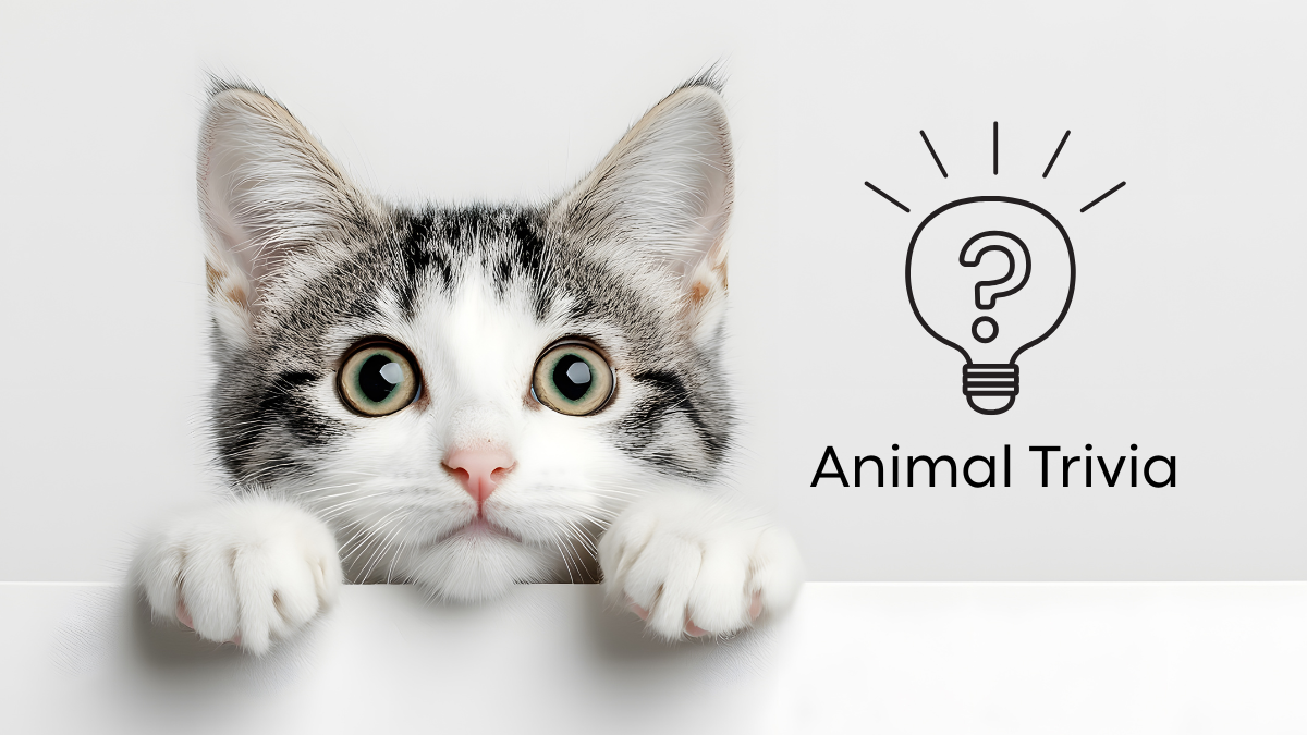 A curious cat peeks over a white surface, next to an illustration of a lightbulb and the text "Animal Trivia.
