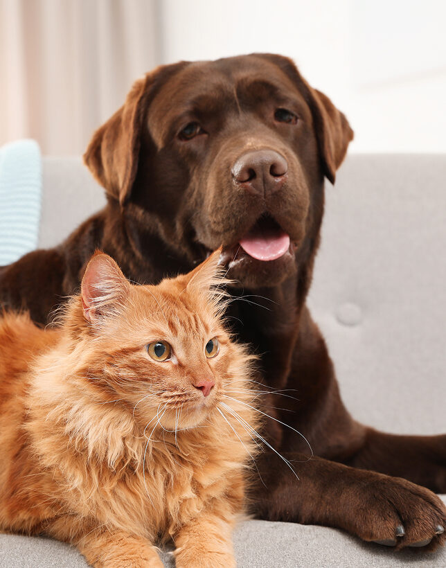 A brown Labrador Retriever and an orange tabby cat laying together on a gray couch.