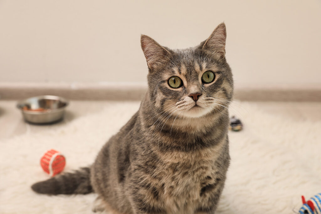 A grey tabby cat with green eyes sits on a fluffy white rug, surrounded by toys and a silver food bowl.