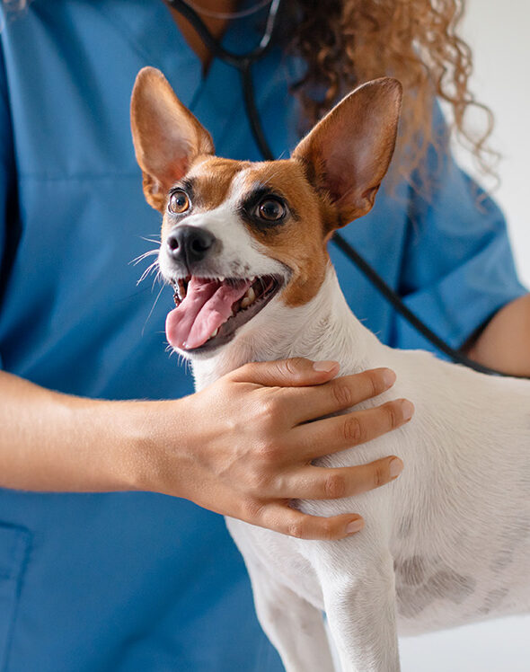A veterinarian examines a happy dog with a stethoscope.