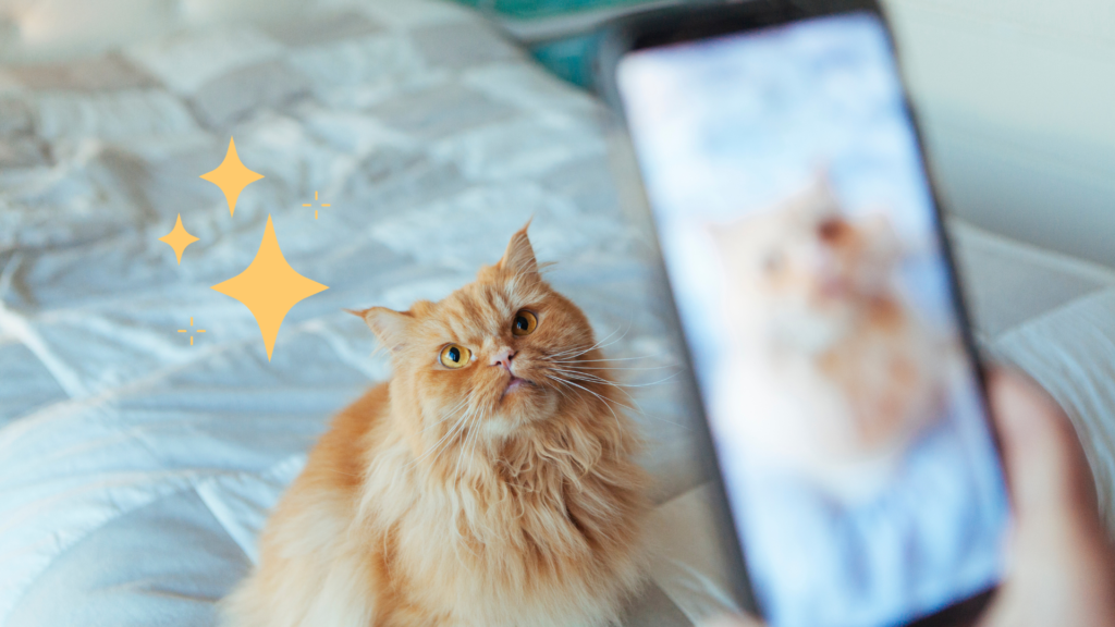Taking a photo with a phone camera of an orange cat at home in Morristown, NJ