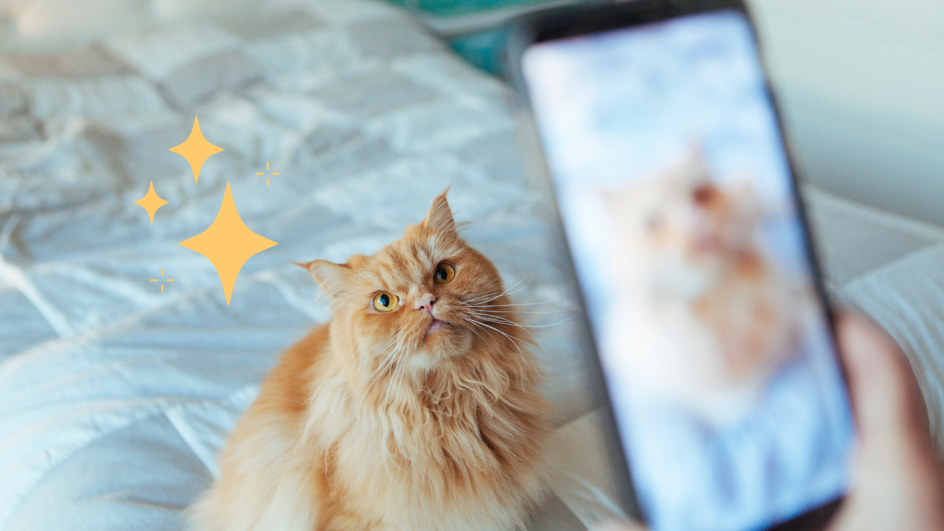 Taking a photo with a phone camera of an orange cat at home in Morristown, NJ