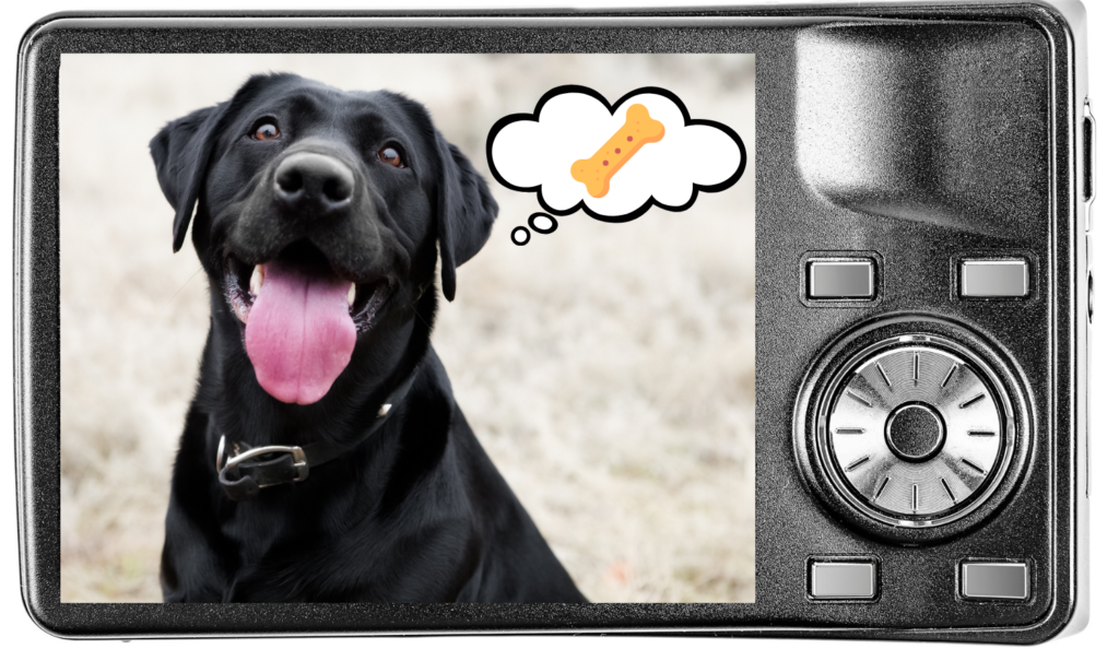 A photo of a dog on a digital camera thinking about treats